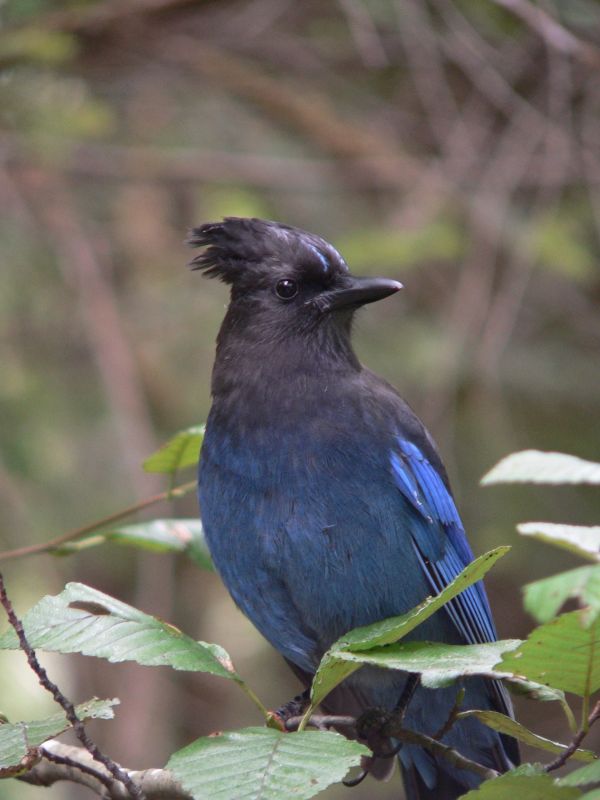 自然,ブランチ,鳥,野生動物,嘴,動物相