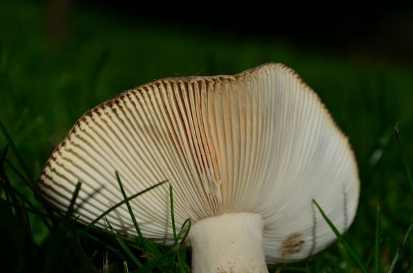 natur, gress, anlegg, blomst, høst, botanikk