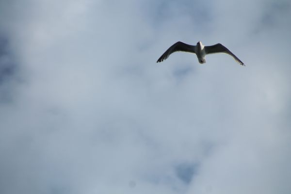 paesaggio,mare,acqua,natura,uccello,costa