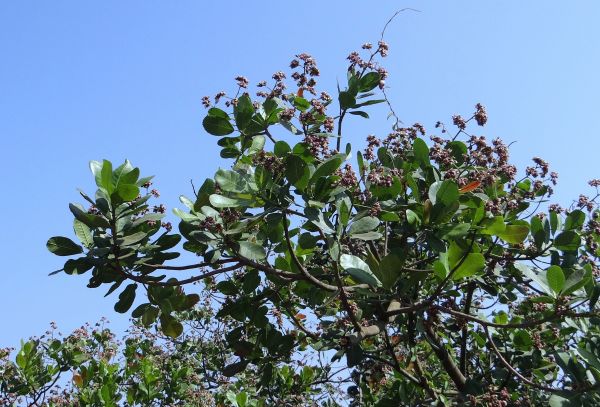 träd, natur, gren, växt, blomma, himmel