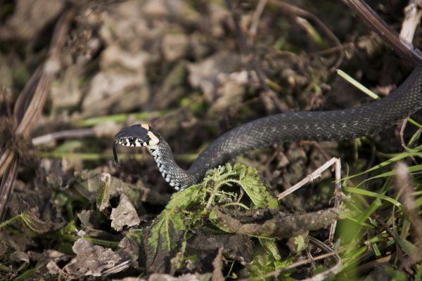 animale sălbatice,târâtoare,faună,Pericol,şarpe,animale vertebrate