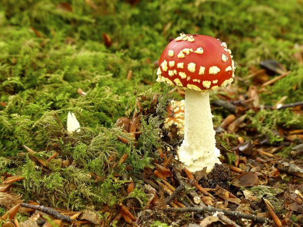 landskab, natur, Skov, blad, efterår, blomst