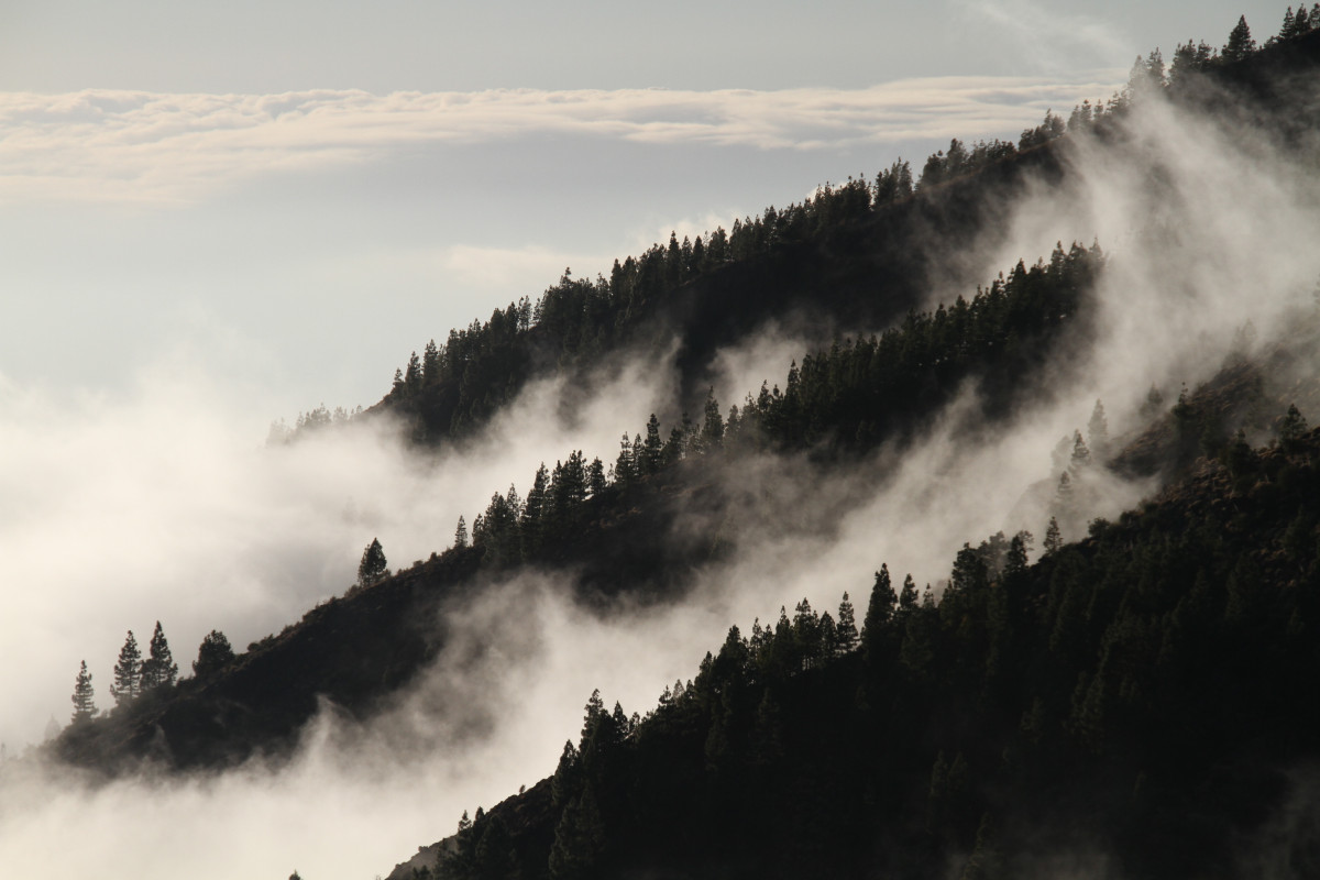 木, 自然, 森林, 荒野, 山, 雪, 冬, 雲, 空, 霧, ミスト, 朝, 丘, 波, 夜明け, 山脈, 天気, リッジ, サミット, 不思議な, アルプス, 植生, 地形, 地理的特徴, 大気現象, 木質植物, 山岳地形, 地質学的現象