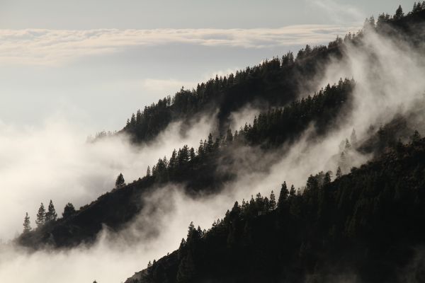 自然, 森林, 荒野, 山, 雪, 木