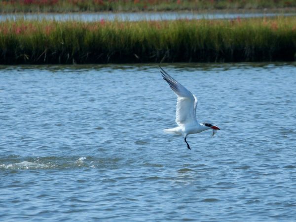 mer,oiseau,Oiseau de mer,faune,mouche,pêche