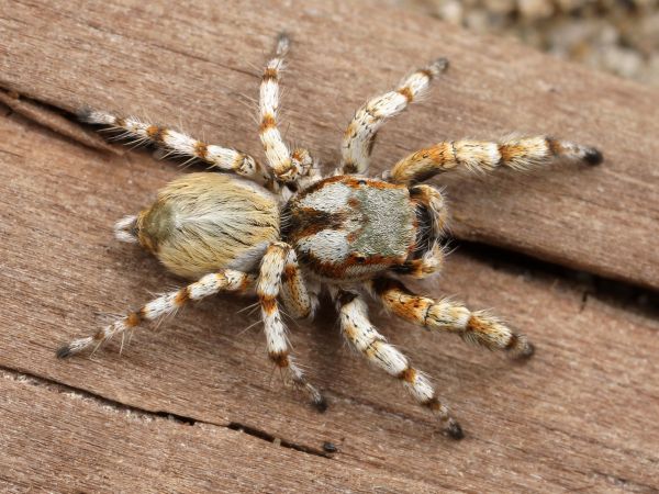 vilda djur och växter,insekt,fauna,ryggradslös,närbild,manlig