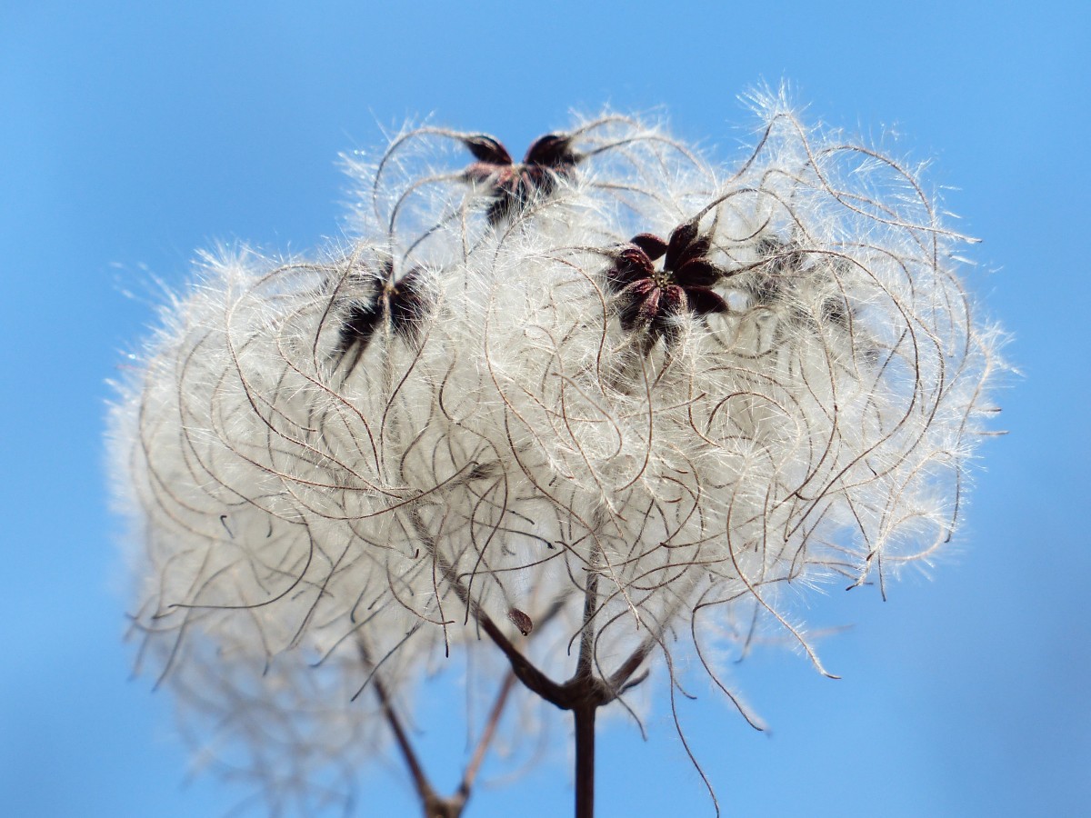 arbre, la nature, branche, fleur, hiver, plante, blanc, tige, fleur, gel, printemps, duveteux, timbre, insecte, grenier, flore, faune, invertébré, brindille, fermer, Gousses, des graines, toxique, poilu, fruits, doux, Liane, clématite, Creeper, coton, Macrophotographie, laineux, Lian, plante à fleurs, Plante toxique, Clematis vitalba, Timbre velu, Vraie clématite, Tige de plante, Plante terrestre, Épines épines et prickles, Clématite commune, Lueln, Luen, Ulischwidn, Waschl, Liasch, Niele, Corde de nonne, Narrenseil, Teufelszwirn