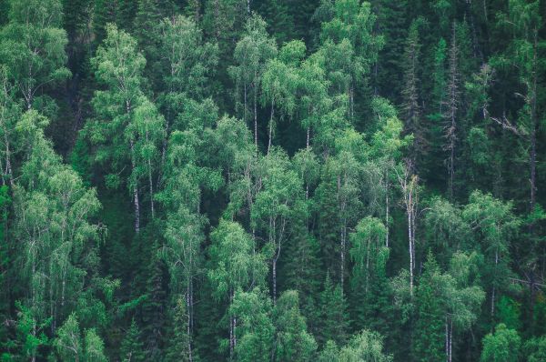 träd,skog,vildmark,trä,grön,djungel