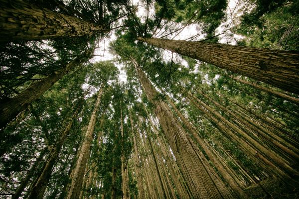 copac,natură,ramură,peisaj,pădure,în aer liber