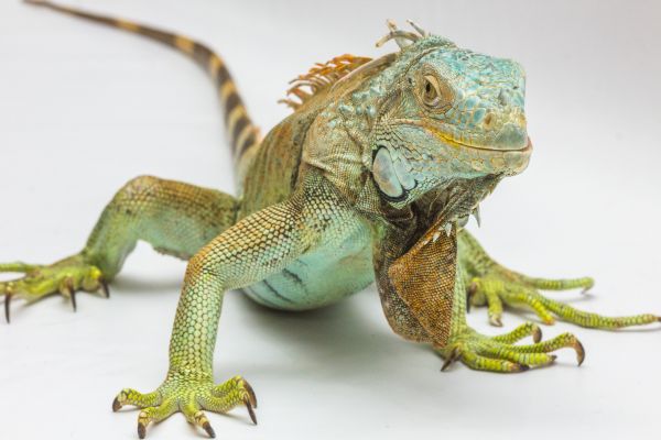 târâtoare,iguană,faună,şopârlă,cameleon,animale vertebrate