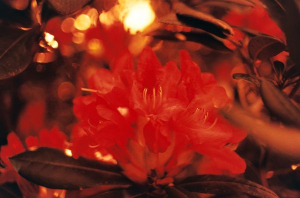 anlegg, blad, blomst, film, bokeh, petal