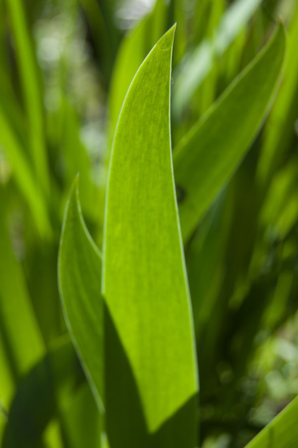 plantar, folha, flor, verde, grama, luz solar