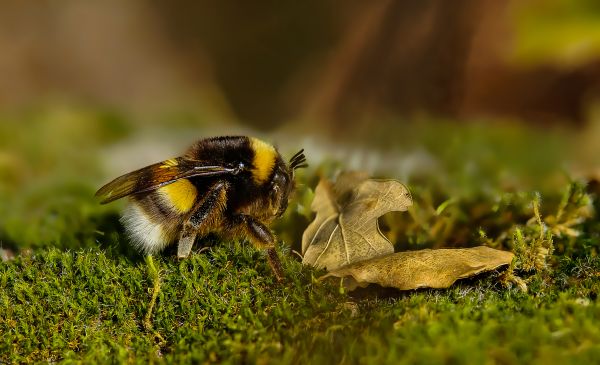 natuur,gras,blad,bloem,foto,wildlife