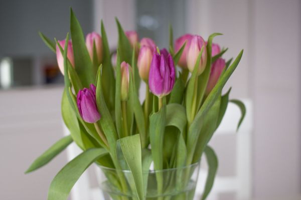 anlegg,blomst,blomst,tulipan,vase,vår