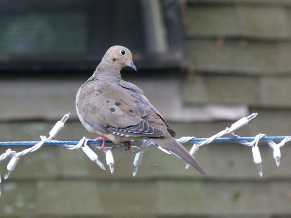 la nature, branche, oiseau, aile, faune, le bec