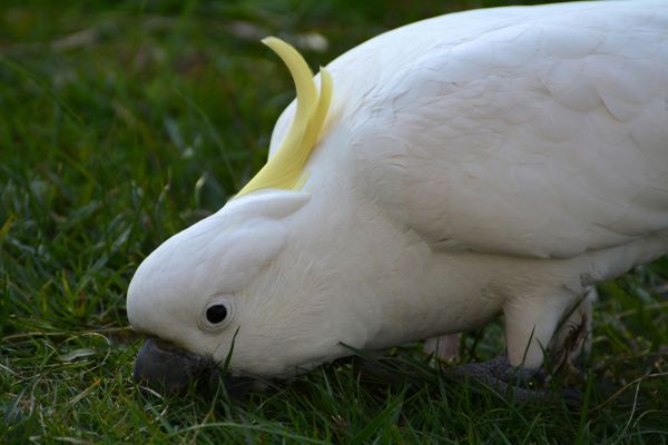 natură, pasăre, aripă, alb, animale sălbatice, cioc