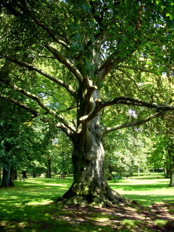 albero,natura,foresta,ramo,pianta,foglia