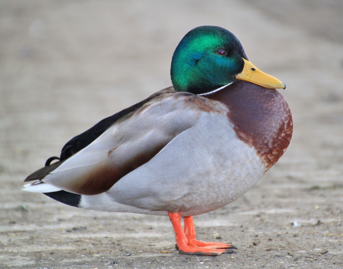 vatten, natur, fågel, djur-, vilda djur och växter, näbb, Färg, färgrik, fjäder, fauna, plumage, fjäderfän, fåglar, Anka, öga, djur, huvud, ryggradsdjur, änder, räkningen, sjöfågel, vatten fågel, djurvärlden, naturfotografering, fjäder klänning, gräsand, canard, ankor, gäss och svanar