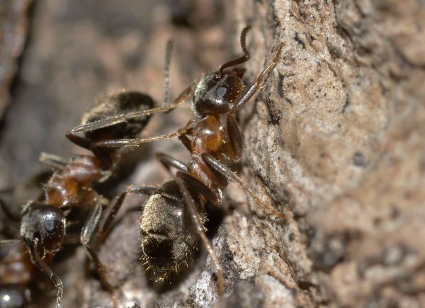 insekt, fauna, hvirvelløse, tæt på, insekter, myre