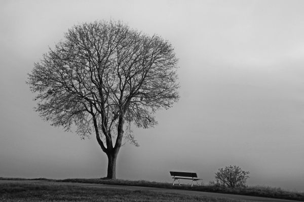 albero,natura,ramo,freddo,la neve,inverno