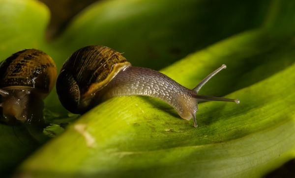 naturaleza, fotografía, foto, verde, macro, fauna