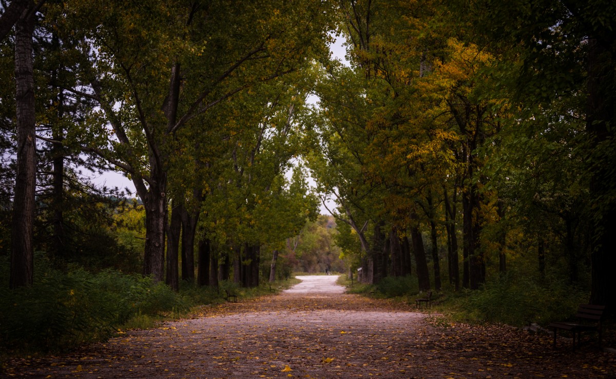 landscape, tree, nature, forest, path, pathway, light, plant, wood, sunset, road, trail, sunlight, morning, leaf, fall, pavement, summer, travel, environment, green, scenic, autumn, park, scenery, darkness, season, trees, leaves, outdoors, woods, daylight, deciduous, grove, woodland, habitat, rural area, guidance, natural environment, atmospheric phenomenon, woody plant