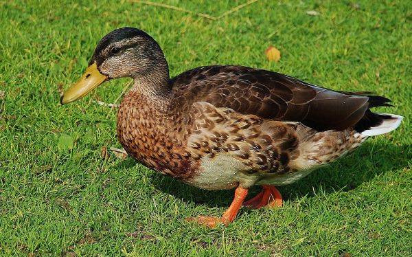 水, 自然, 鳥, 翼, 動物, 野生動物