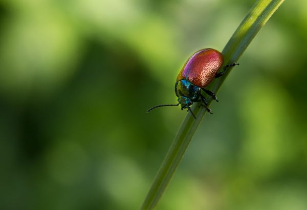 natur,fotografering,blomst,grøn,insekt,makro