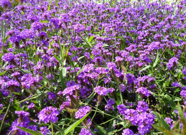 la nature,plante,Prairie,fleur,violet,herbe