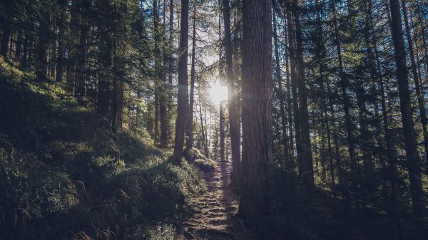 Baum, Natur, Wald, Pfad, Wildnis, Pflanze