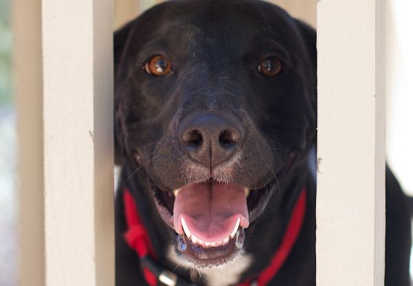 cachorro, cachorro, mamífero, Preto, vertebrado, Labrador retriever