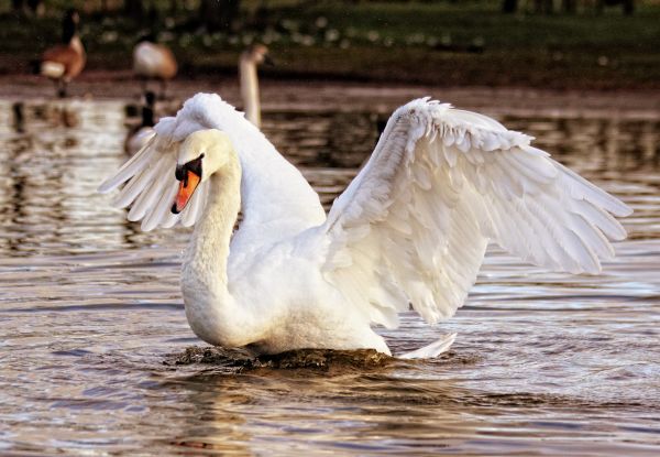 Wasser,Natur,Vogel,Flügel,Weiß,See