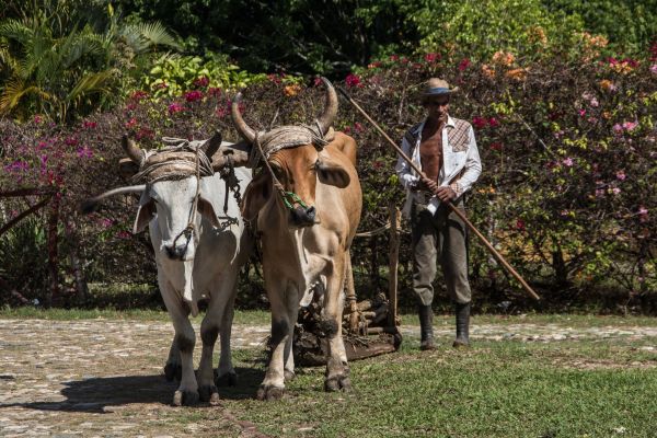 Fazenda,Gado,mamífero,agricultura,Cuba,boi