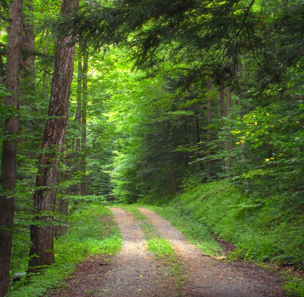 arbre,la nature,forêt,chemin,région sauvage,route