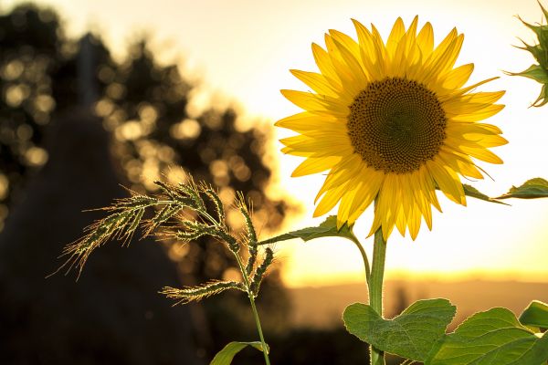 natura,all'aperto,leggero,crescita,pianta,cielo