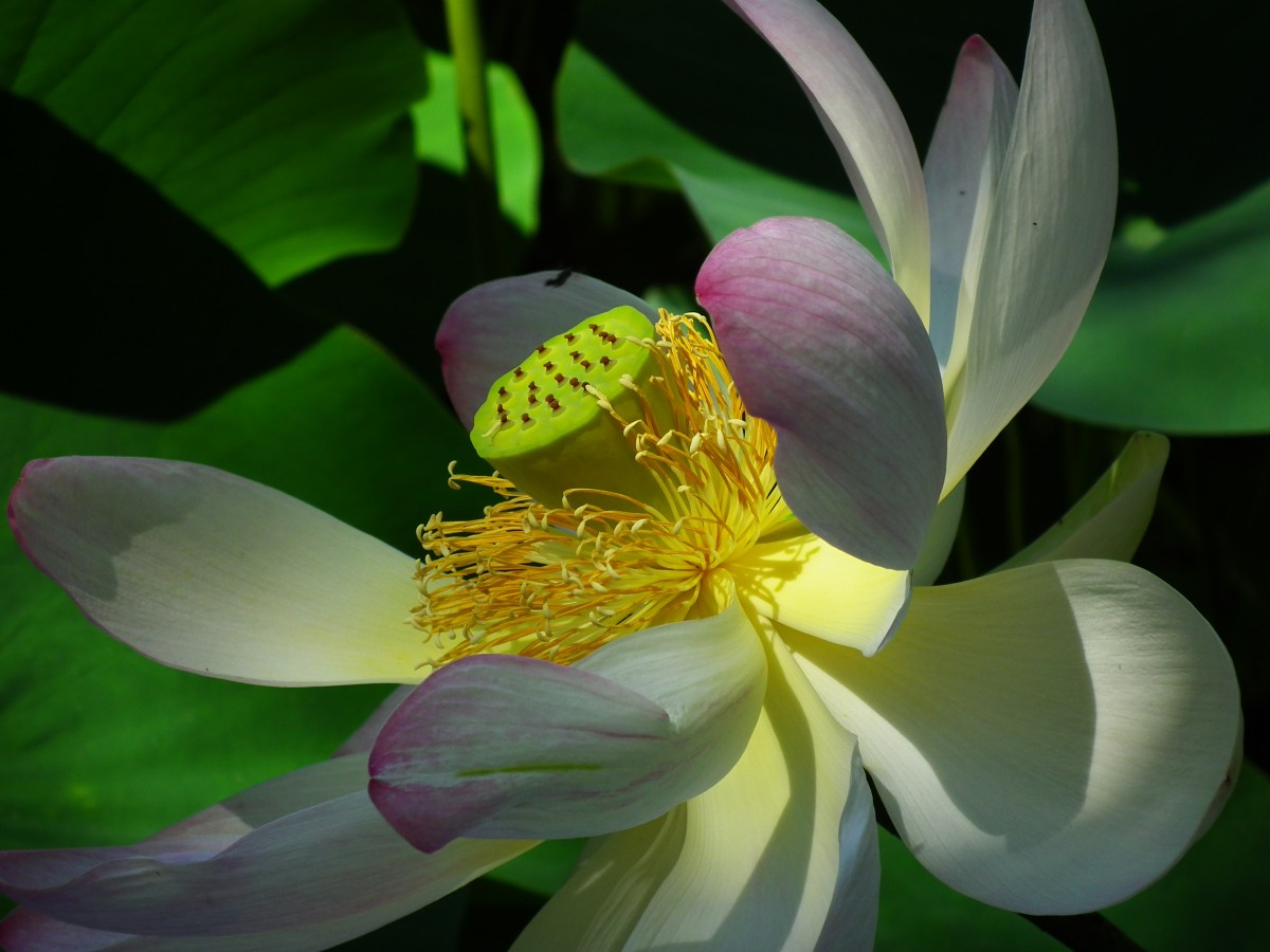 alam, mekar, menanam, bunga, daun bunga, hijau, botani, kuning, berwarna merah muda, seroja, tanaman air, Flora, merapatkan, teratai, fotografi makro, tanaman berbunga, tanaman tanah, keluarga lotus, proteales