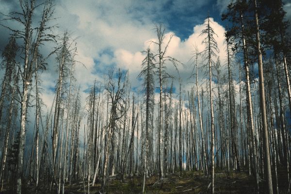 træ,natur,afdeling,Skov,udendørs,ødemark