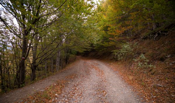 landscape, tree, nature, forest, pathway, wilderness