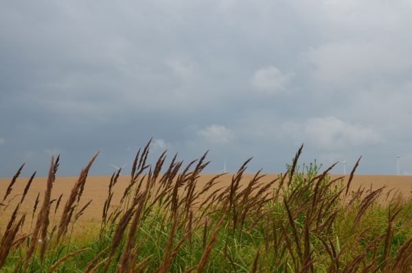 krajina, príroda, tráva, vonkajšie, more, pobrežie