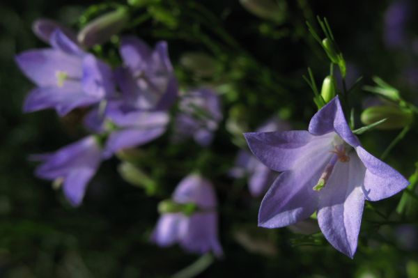 plant,flower,purple,petal,high,botany