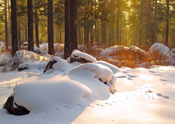 landskap,träd,natur,skog,snö,kall