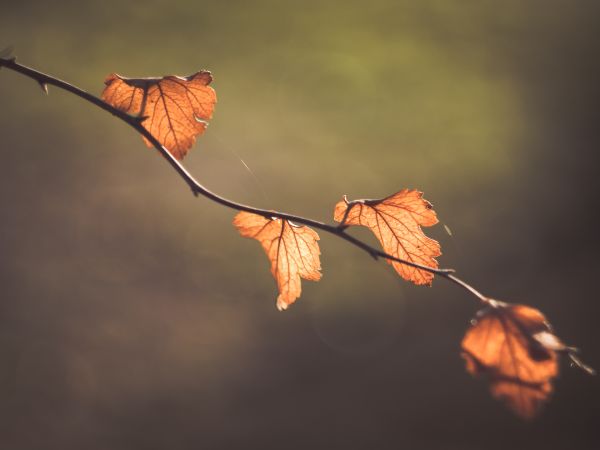 strom,Příroda,větev,rostlina,Bokeh,západ slunce