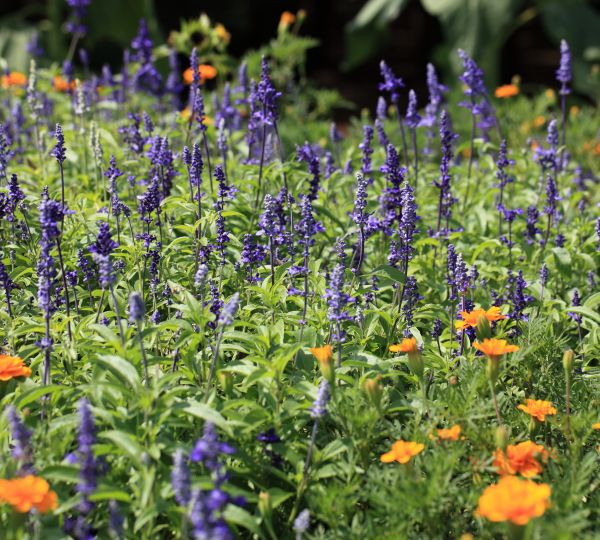 plante, champ, Prairie, prairie, fleur, fleur