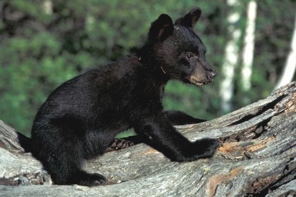 natur, djur-, söt, Björn, vilda djur och växter, skog