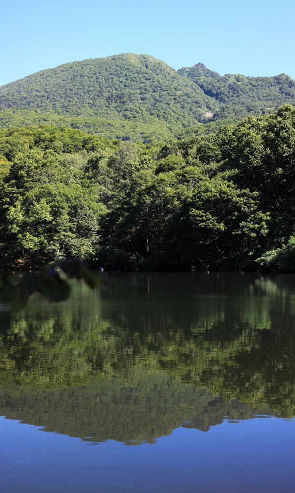 風景, 木, 水, 自然, 森林, 草