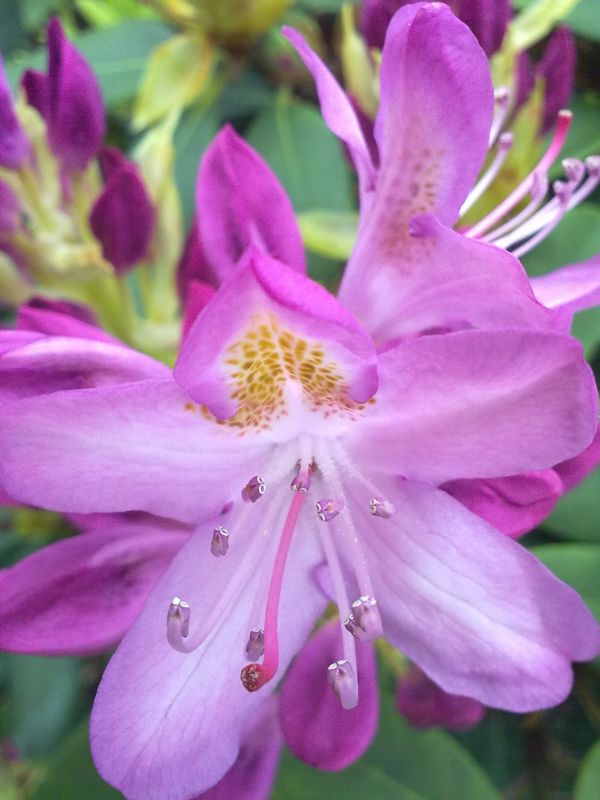 blossom,light,plant,flower,petal,botany