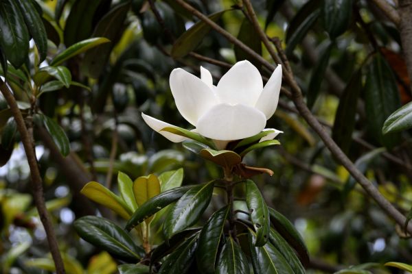 landscape,tree,nature,branch,blossom,plant