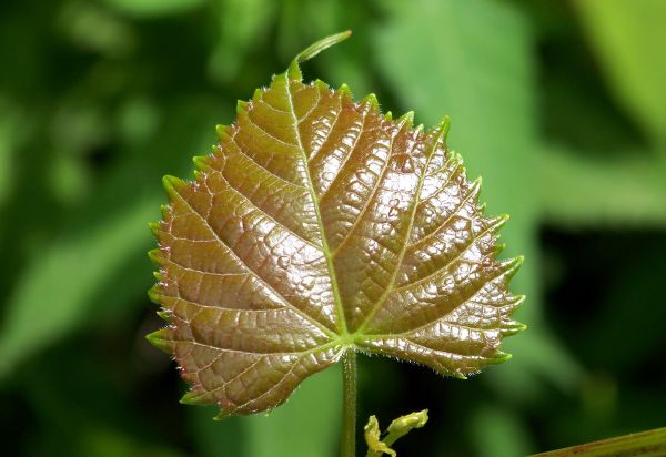 copac, natură, ramură, creştere, plantă, fotografie