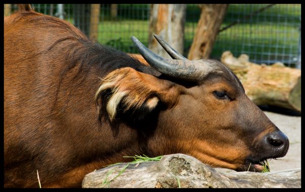 wildlife,zoo,mammal,fauna,horn,bull