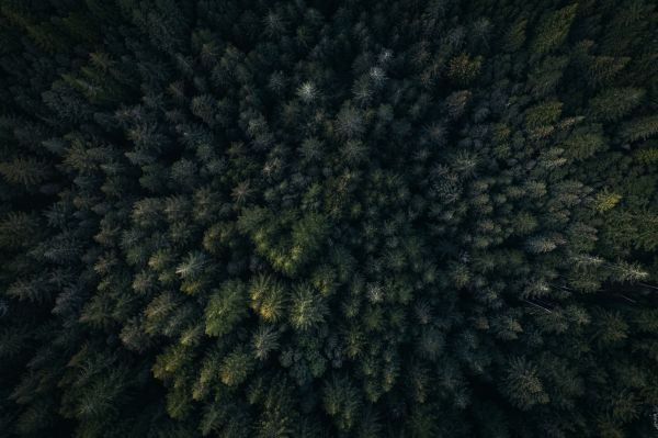 paysage,arbre,forêt,herbe,texture,ciel